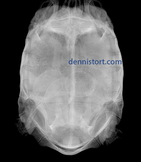 xray of star tortoise with eggs